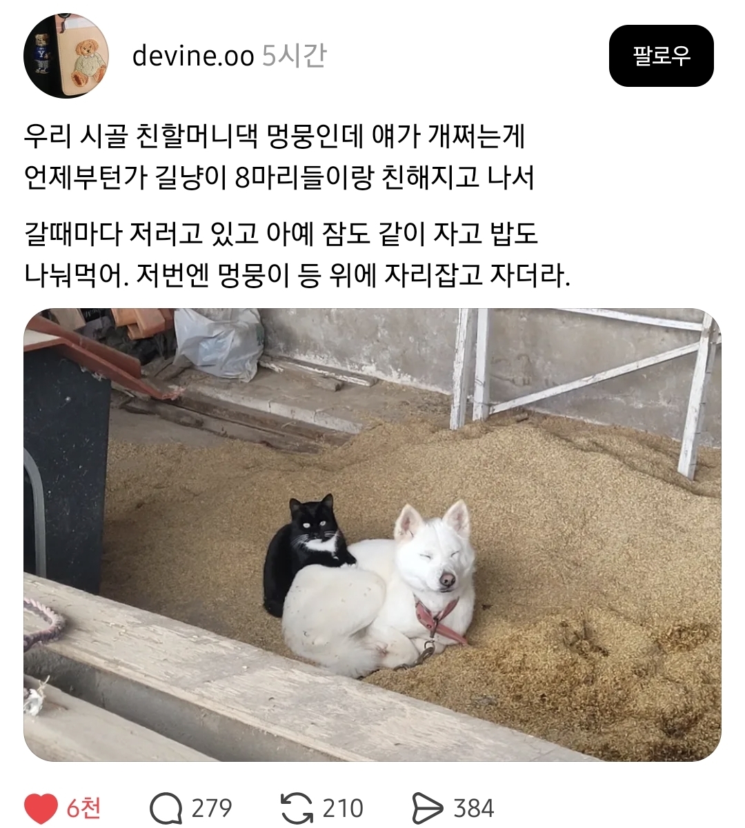 길냥이들이랑-짱친-맺은-멍뭉이-0-이미지
