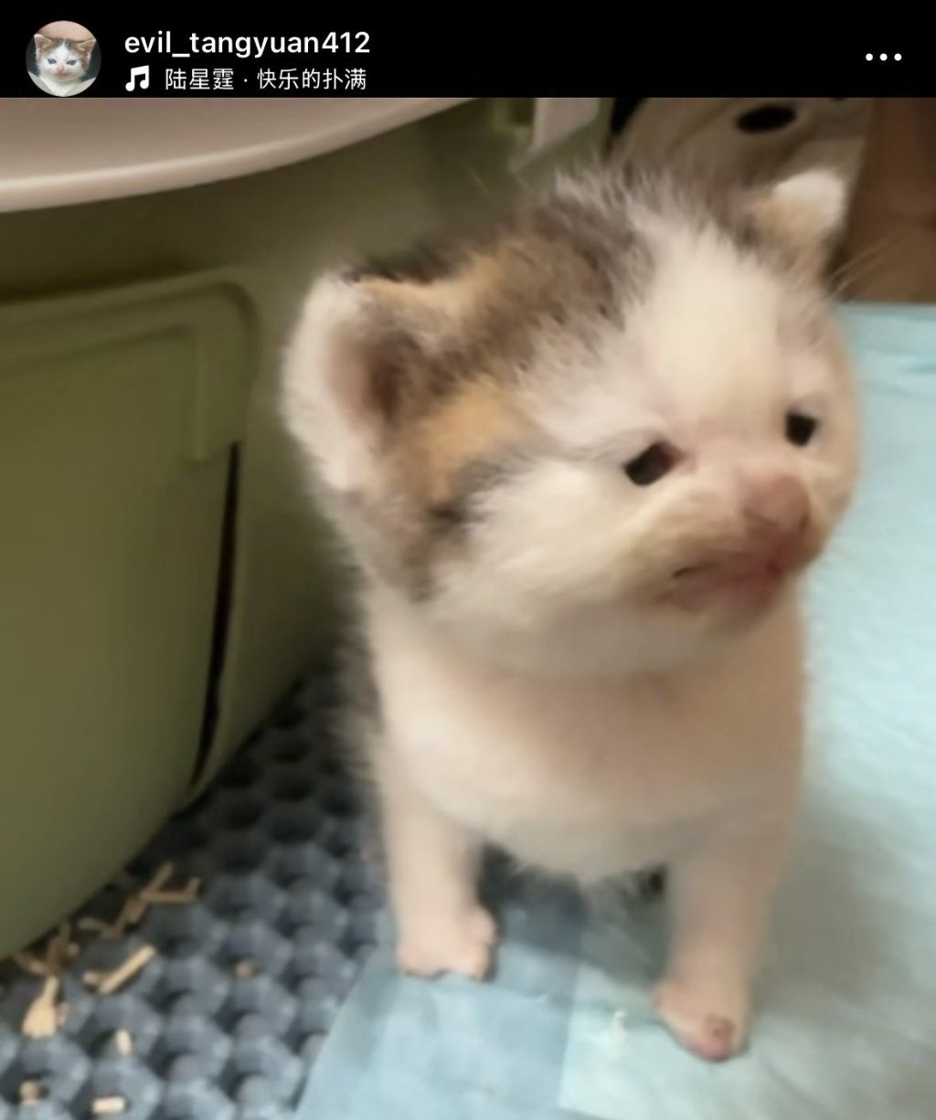 이-고양이-볼-때마다-압도됨-어떻게-이렇게까지-변할-수-있는-거지-1-이미지