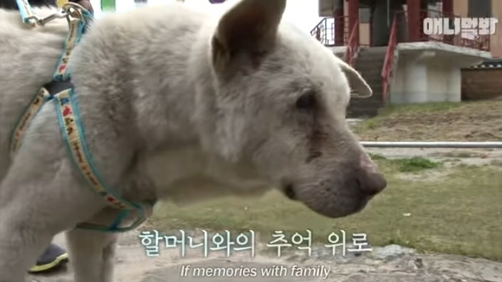 할머니-장례식장에서-눈물-흘리던-백구가-2년동안-한-일-52-이미지