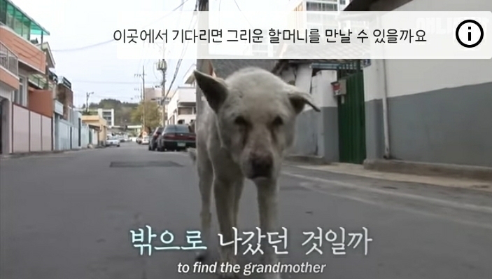할머니-장례식장에서-눈물-흘리던-백구가-2년동안-한-일-23-이미지