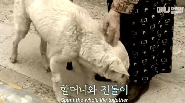 할머니-장례식장에서-눈물-흘리던-백구가-2년동안-한-일-8-이미지