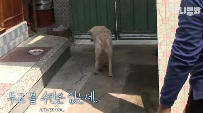 할머니-장례식장에서-눈물-흘리던-백구가-2년동안-한-일-40-이미지