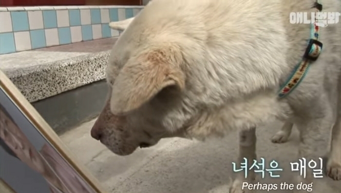 할머니-장례식장에서-눈물-흘리던-백구가-2년동안-한-일-22-이미지