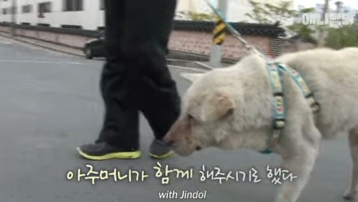 할머니-장례식장에서-눈물-흘리던-백구가-2년동안-한-일-48-이미지