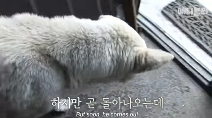 할머니-장례식장에서-눈물-흘리던-백구가-2년동안-한-일-28-이미지
