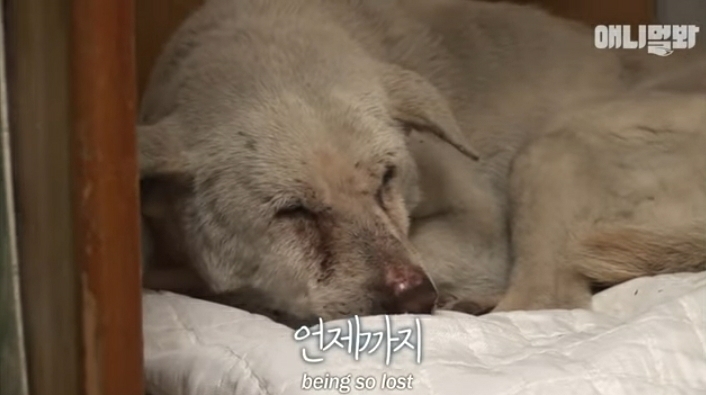 할머니-장례식장에서-눈물-흘리던-백구가-2년동안-한-일-39-이미지