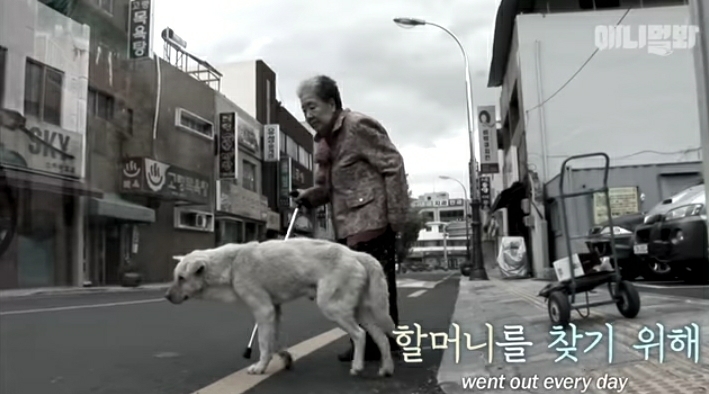 할머니-장례식장에서-눈물-흘리던-백구가-2년동안-한-일-21-이미지