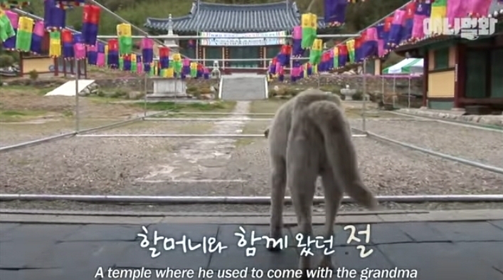 할머니-장례식장에서-눈물-흘리던-백구가-2년동안-한-일-33-이미지