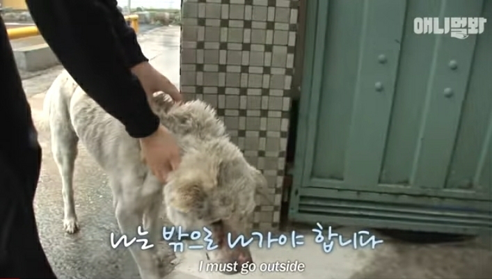 할머니-장례식장에서-눈물-흘리던-백구가-2년동안-한-일-2-이미지