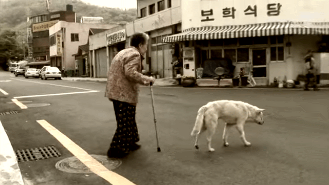 할머니-장례식장에서-눈물-흘리던-백구가-2년동안-한-일-9-이미지