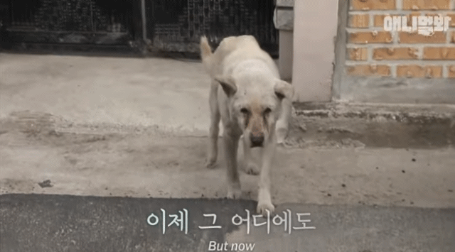 할머니-장례식장에서-눈물-흘리던-백구가-2년동안-한-일-35-이미지