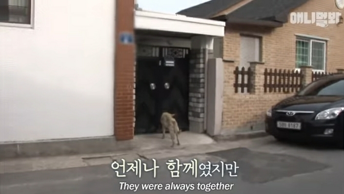 할머니-장례식장에서-눈물-흘리던-백구가-2년동안-한-일-34-이미지