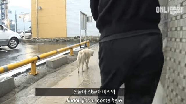 할머니-장례식장에서-눈물-흘리던-백구가-2년동안-한-일-0-이미지