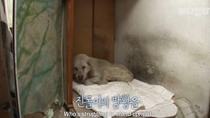 할머니-장례식장에서-눈물-흘리던-백구가-2년동안-한-일-38-이미지