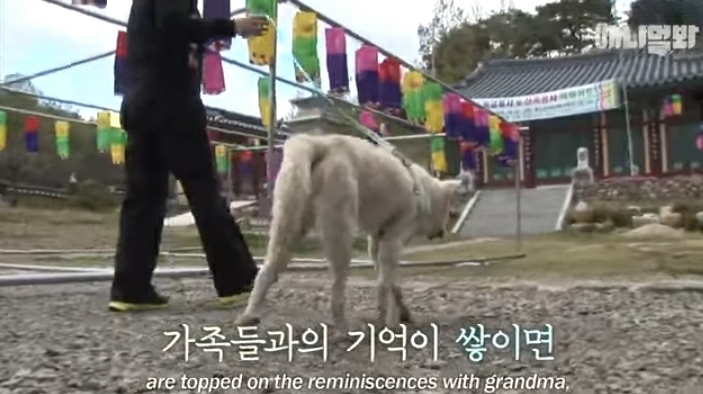 할머니-장례식장에서-눈물-흘리던-백구가-2년동안-한-일-53-이미지