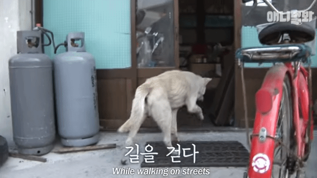 할머니-장례식장에서-눈물-흘리던-백구가-2년동안-한-일-26-이미지