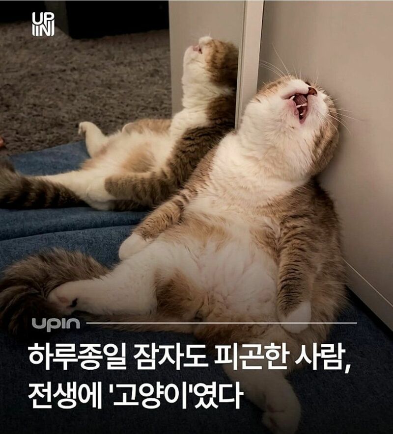전생이-고양이-였던-사람-0-이미지