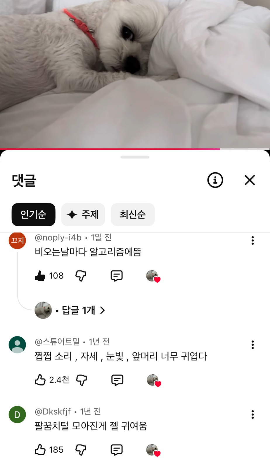 비오니-꼬신내-2배-강아지-1-이미지