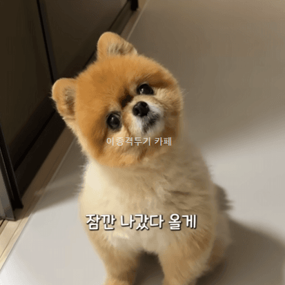 외출-다녀온다는-집사의-말에-슬픈-눈-하는-멍멍이-0-이미지
