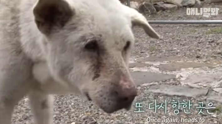 할머니-장례식장에서-눈물-흘리던-백구가-2년동안-한-일-31-이미지