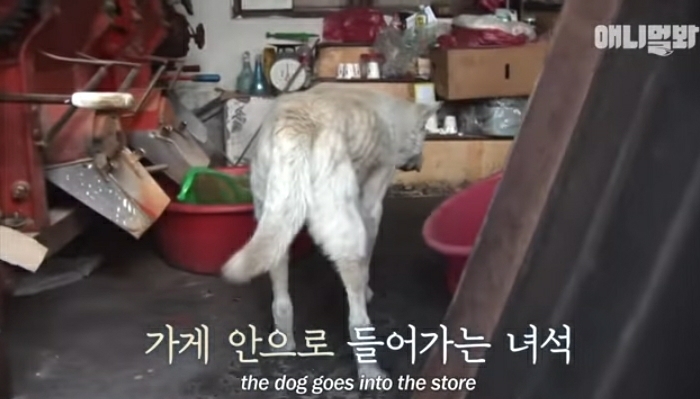 할머니-장례식장에서-눈물-흘리던-백구가-2년동안-한-일-27-이미지
