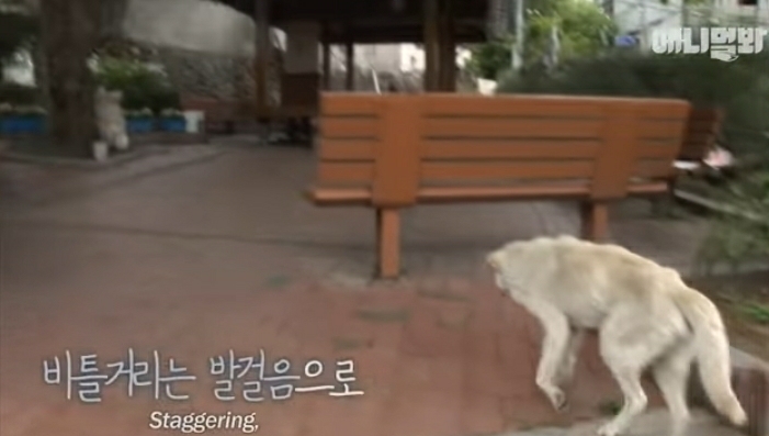 할머니-장례식장에서-눈물-흘리던-백구가-2년동안-한-일-30-이미지
