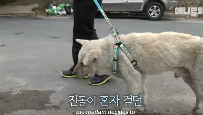 할머니-장례식장에서-눈물-흘리던-백구가-2년동안-한-일-46-이미지