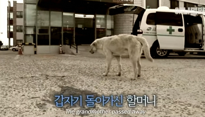 할머니-장례식장에서-눈물-흘리던-백구가-2년동안-한-일-12-이미지
