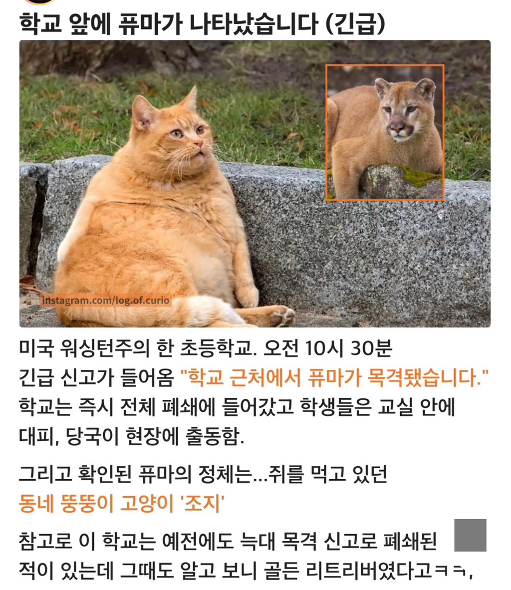 퓨마가-목격됐다고-신고받음-1-이미지