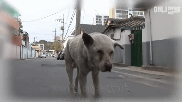 할머니-장례식장에서-눈물-흘리던-백구가-2년동안-한-일-56-이미지