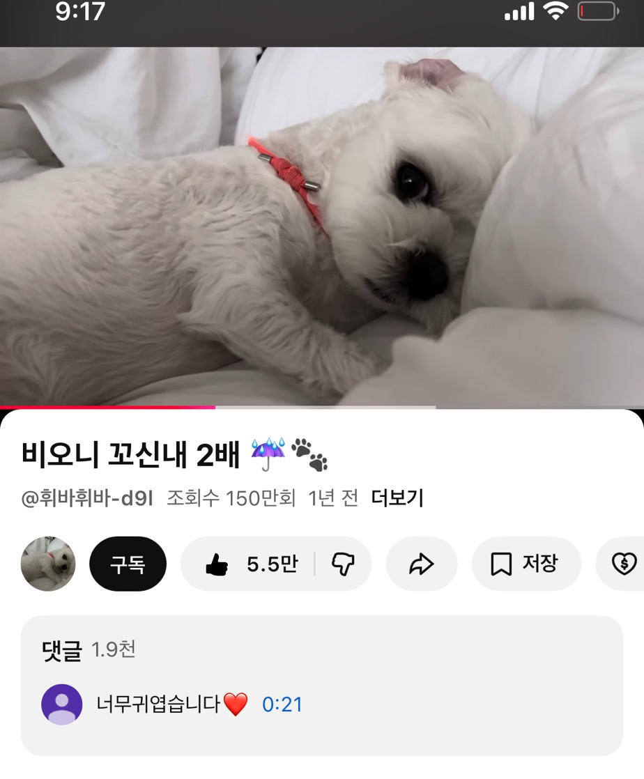 비오니-꼬신내-2배-강아지-0-이미지