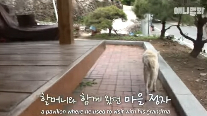할머니-장례식장에서-눈물-흘리던-백구가-2년동안-한-일-32-이미지