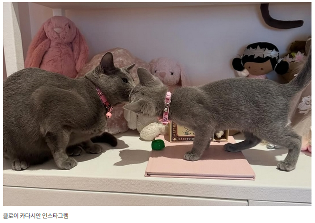 클로이-카다시안,-반려묘-'발톱-제거-수술'-감행-고백...-전세계서-비판-쏟아졌다-1-이미지