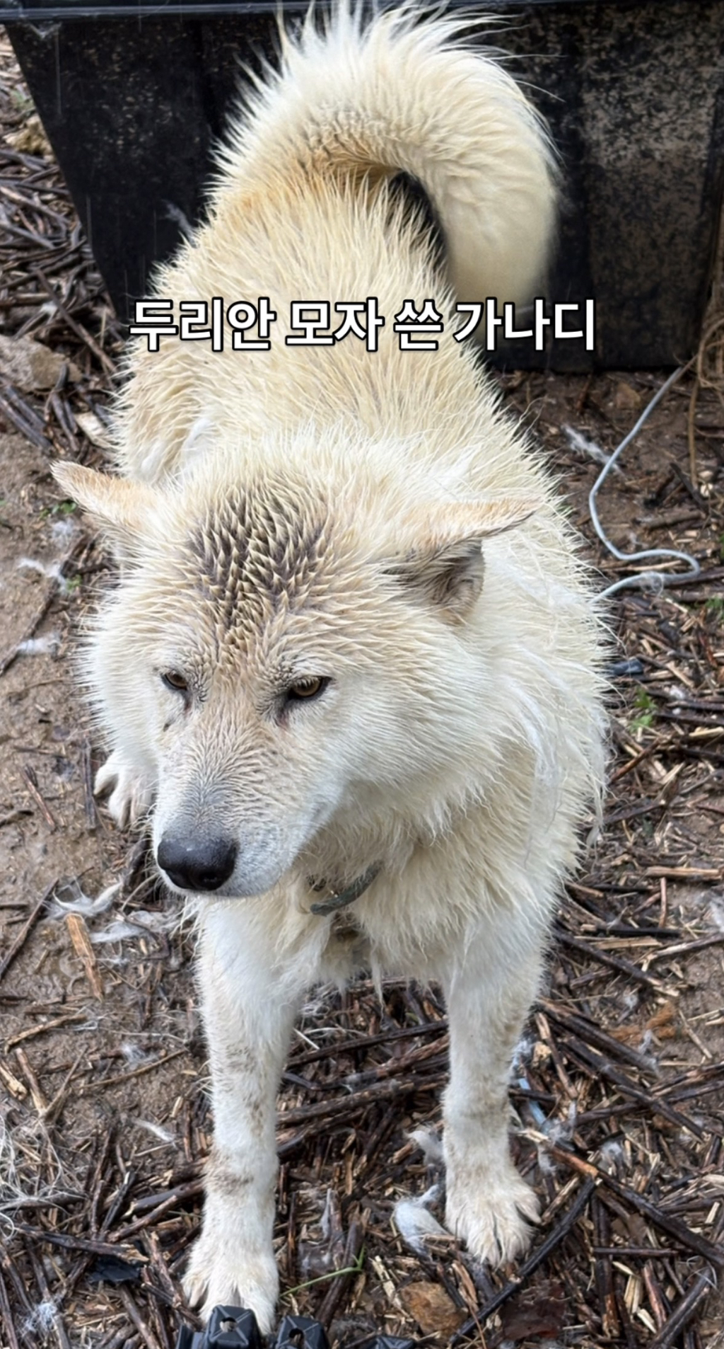 어떻게-강아지가-두리안···-6-이미지