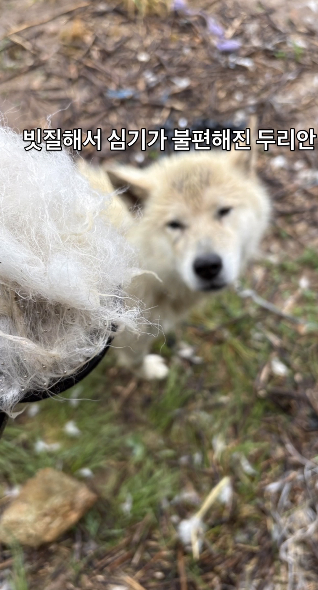 어떻게-강아지가-두리안···-13-이미지