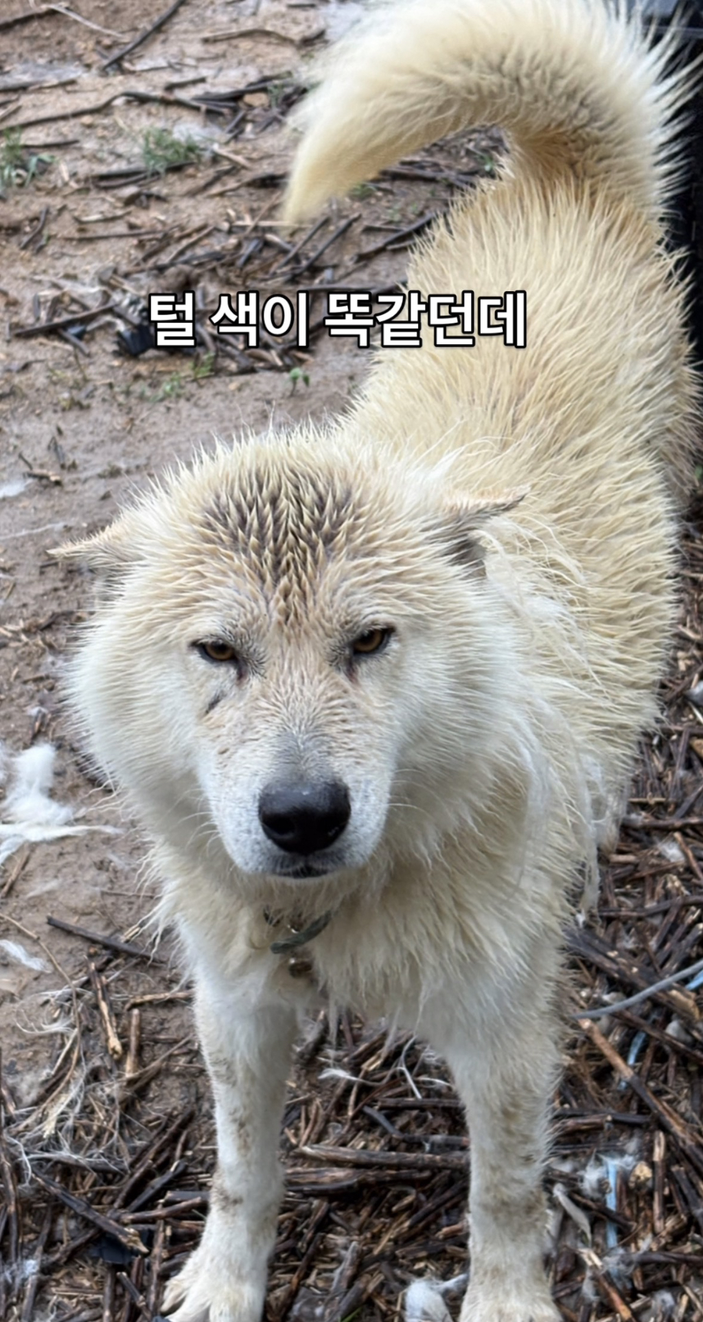 어떻게-강아지가-두리안···-2-이미지