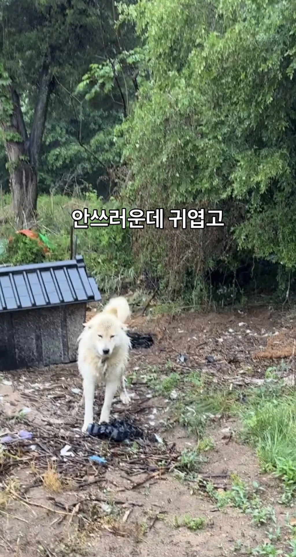 어떻게-강아지가-두리안···-10-이미지