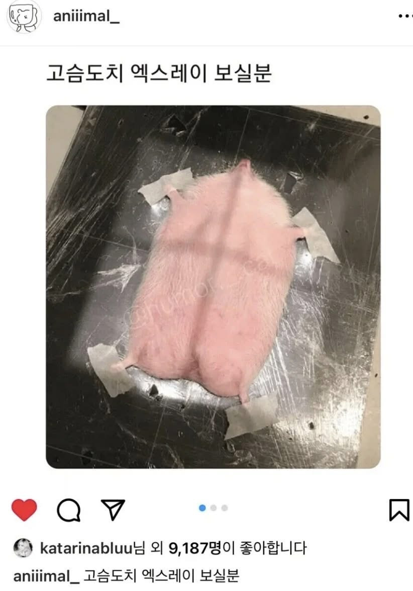고슴도치-엑스레이-보실분-0-이미지