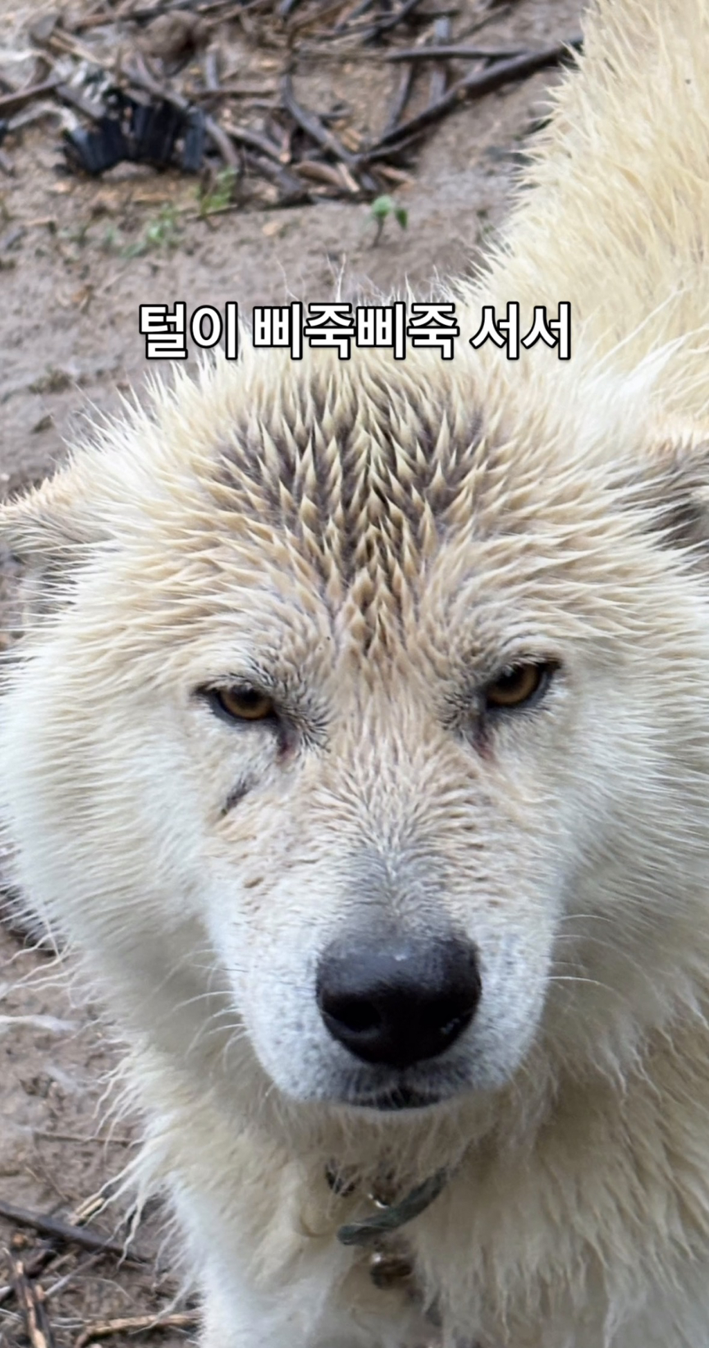 어떻게-강아지가-두리안···-4-이미지