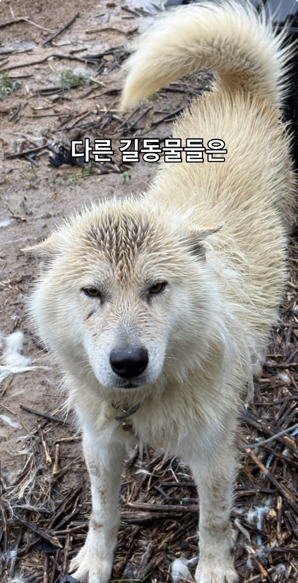 어떻게-강아지가-두리안···-0-이미지