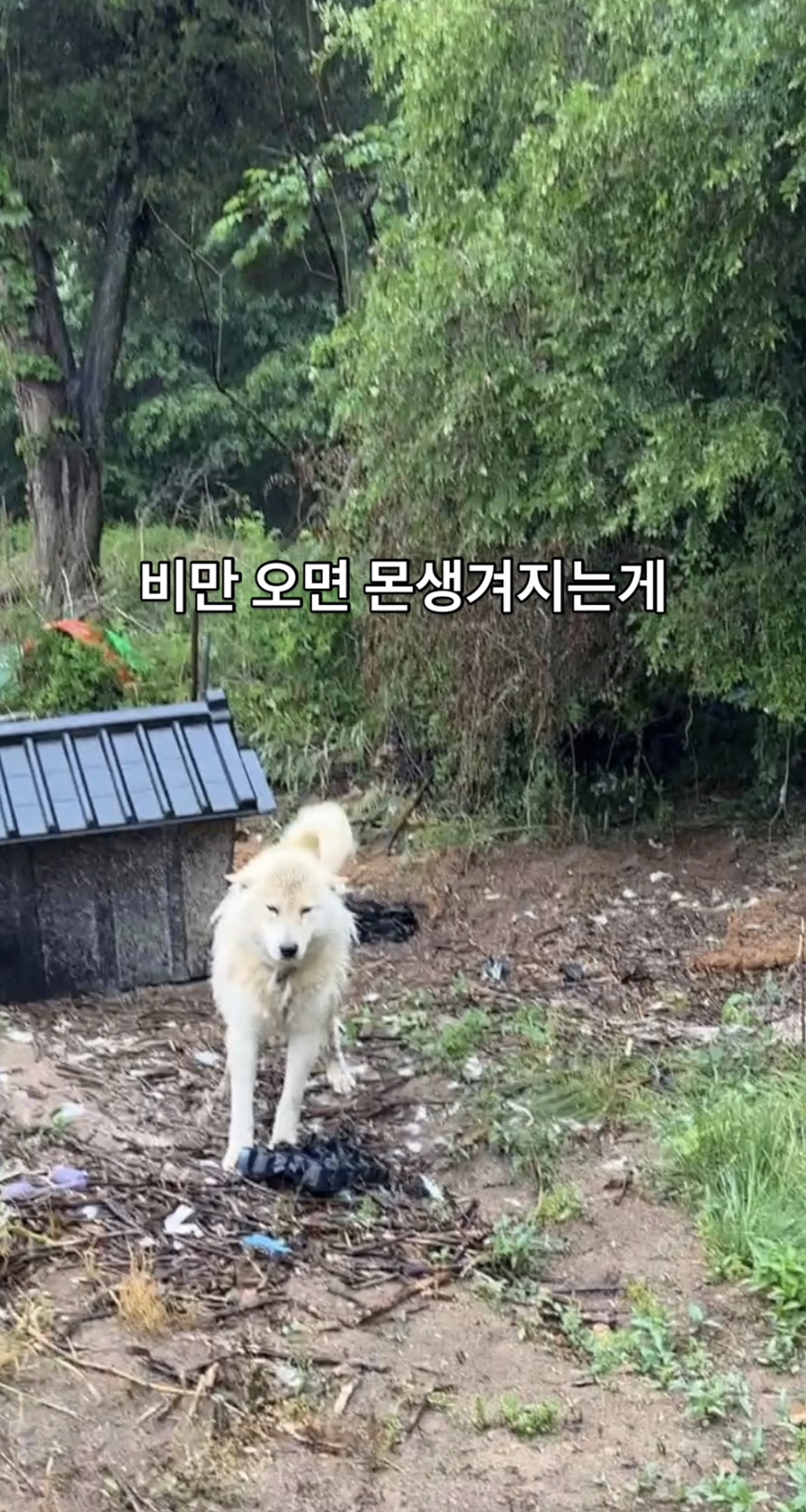 어떻게-강아지가-두리안···-9-이미지