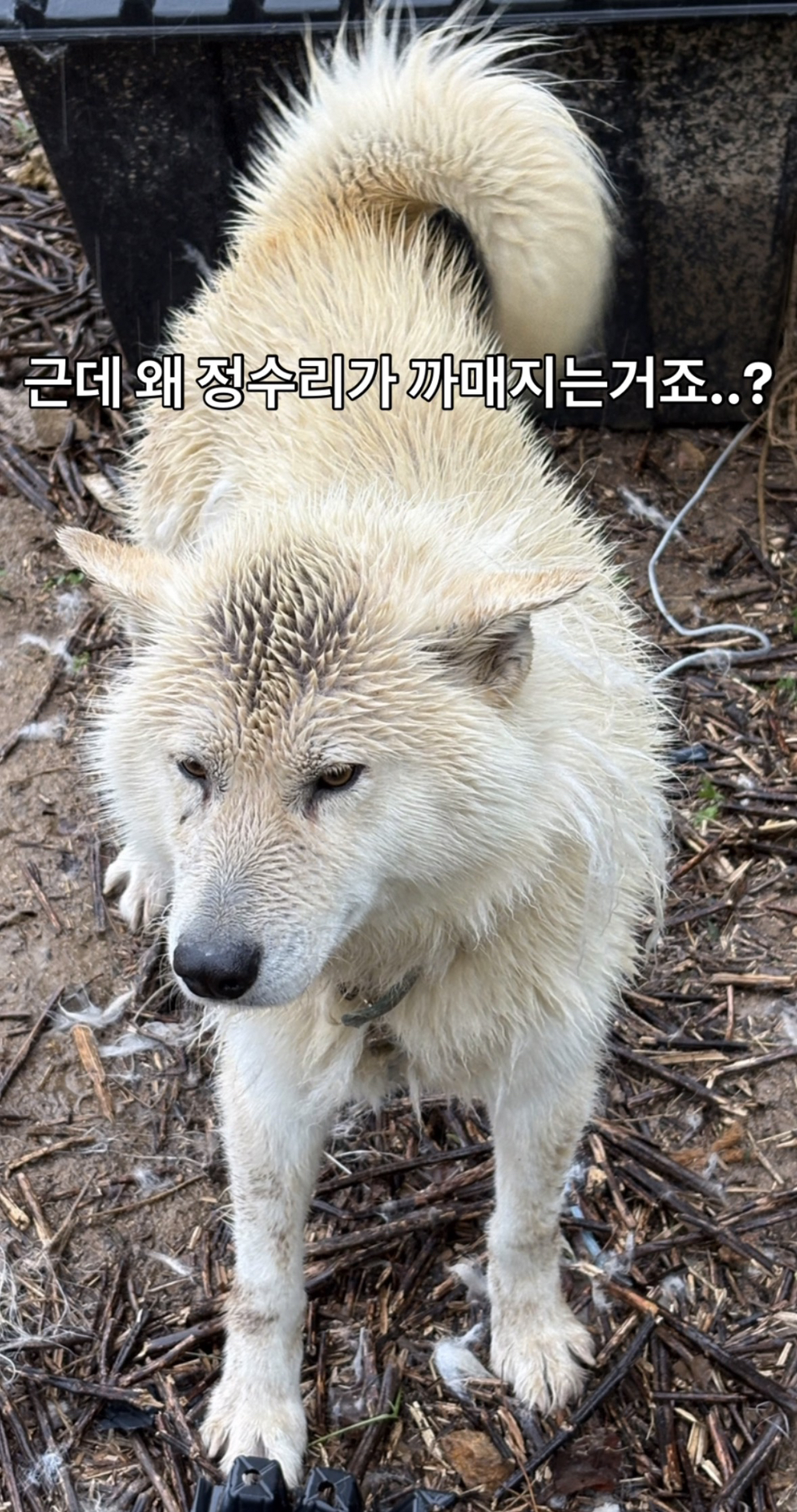 어떻게-강아지가-두리안···-7-이미지