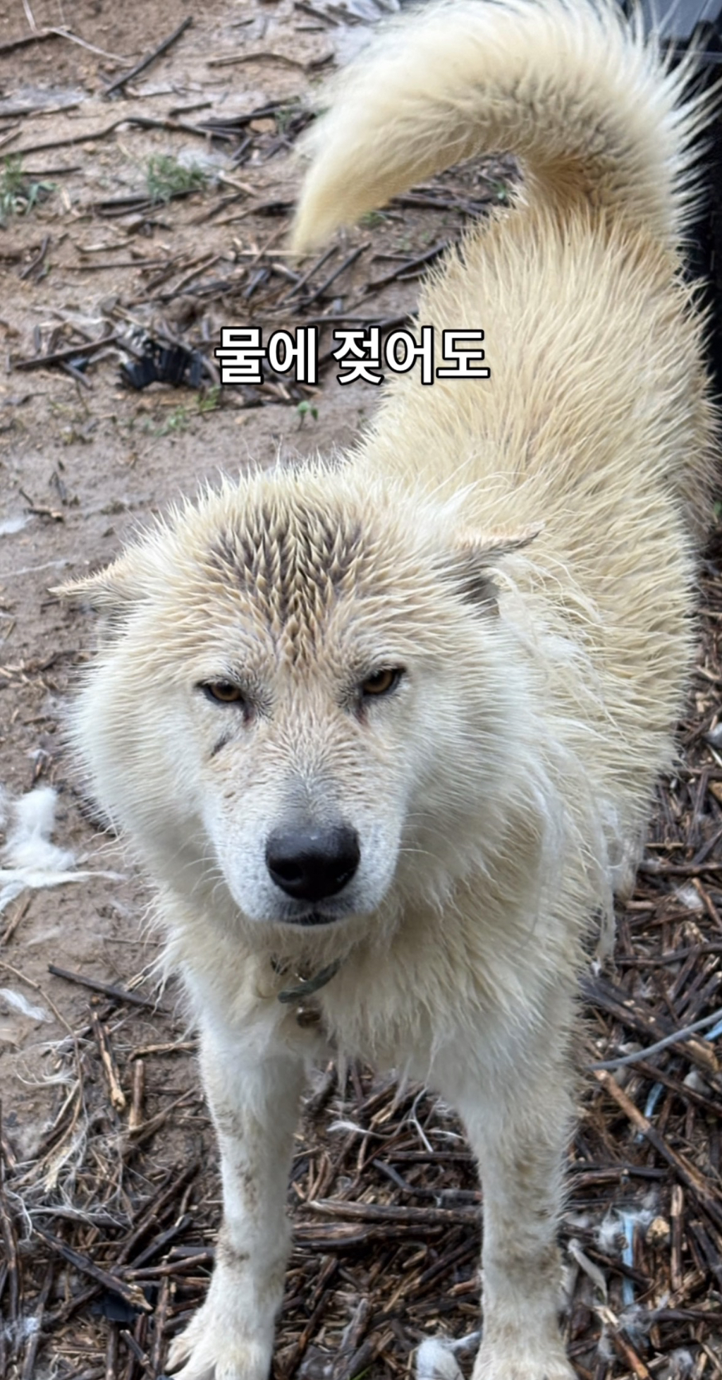 어떻게-강아지가-두리안···-1-이미지