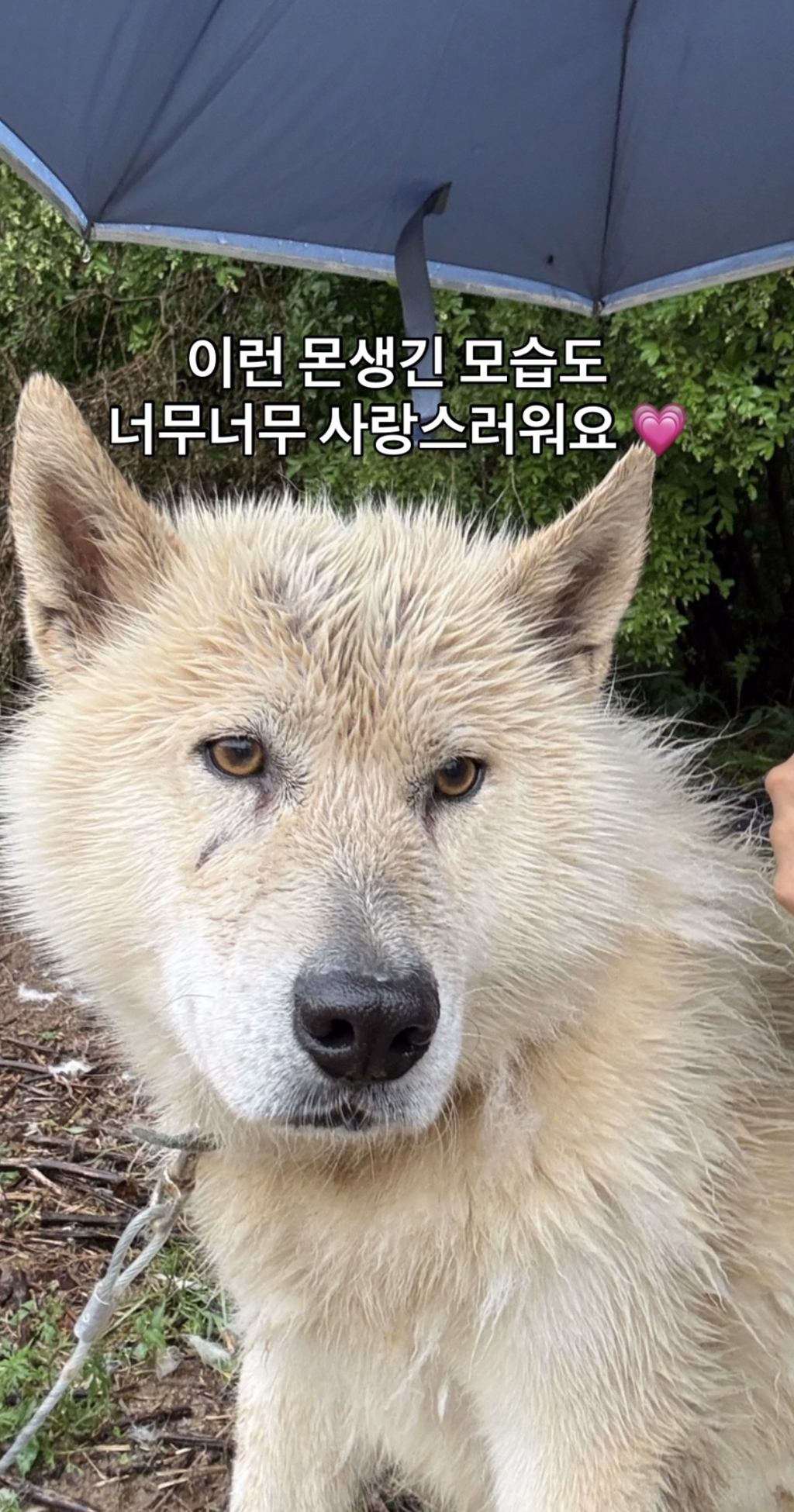 어떻게-강아지가-두리안···-14-이미지