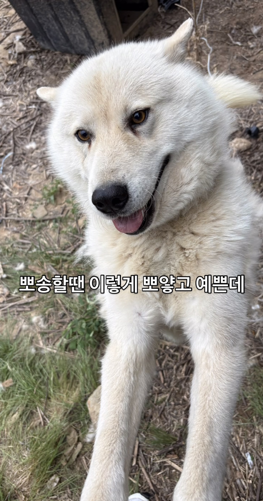 어떻게-강아지가-두리안···-8-이미지