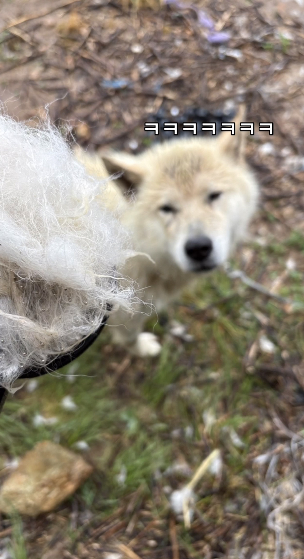 어떻게-강아지가-두리안···-12-이미지