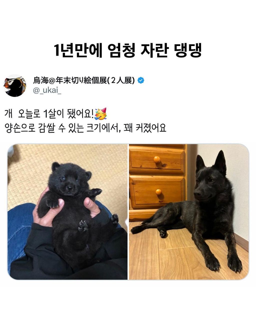 일년만에-엄청-자란-댕댕-0-이미지