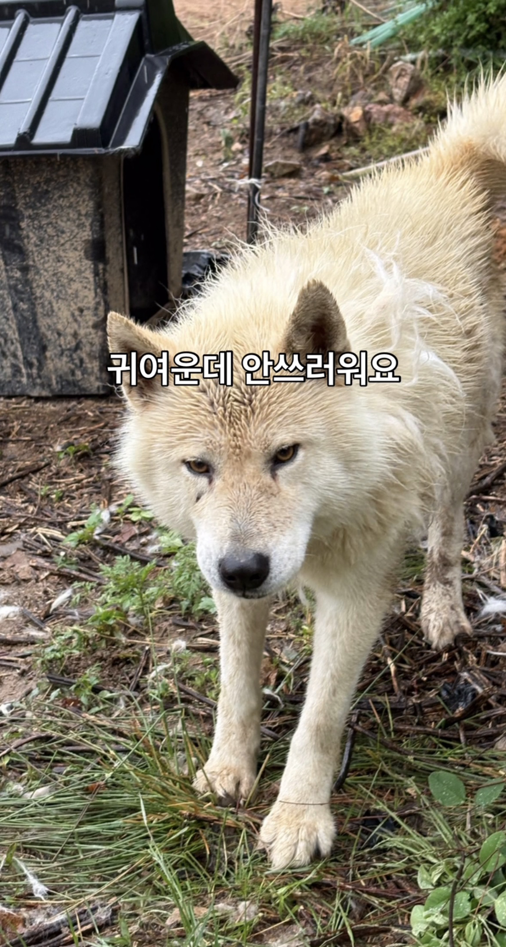 어떻게-강아지가-두리안···-11-이미지