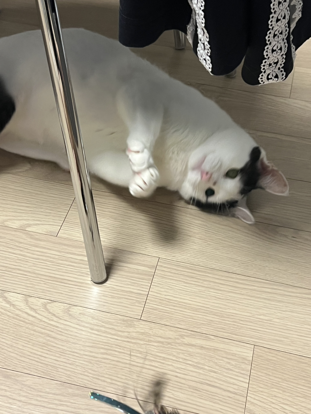 [입양홍보]-집샤-없냐-집샤👀-초개냥이-억울이의-집사-찾아요!-3-이미지