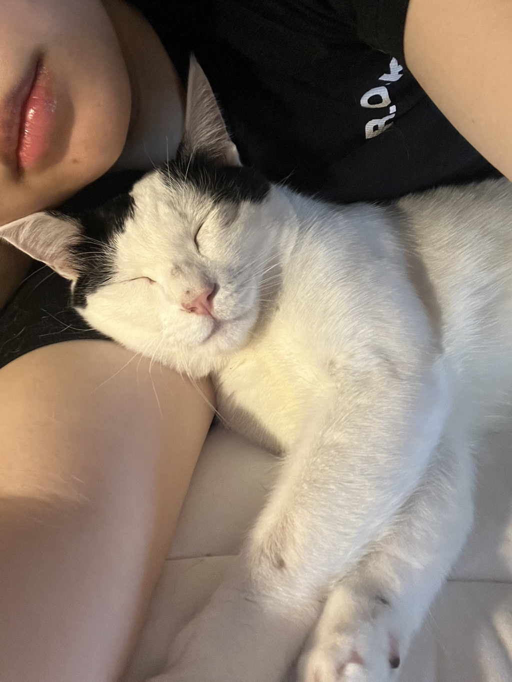 [입양홍보]-집샤-없냐-집샤👀-초개냥이-억울이의-집사-찾아요!-9-이미지